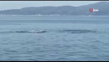 Bursa'da yunuslar vatandaşlara görsel resital sundu