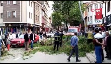 Bursa'da seyir halindeki otomobilin üzerine ağaç devrildi