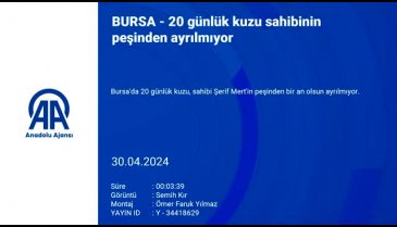 Bursa'da 20 günlük kuzu sahibinin peşinden ayrılmıyor