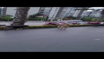 Bursa Kızılcıklı Mahallesi, başıboş köpek sorununa çözüm istiyor!
