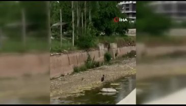 Çankırı'da kara leylek görüntülendi
