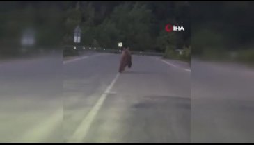 Seyir halindeyken önüne ayı çıktı, sürücü şaştı kaldı