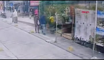 İstanbul'da Pitbull cinsi köpek, sokak kedisine saldırdı!