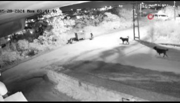 Sokak köpeklerinin kediyi parçalama anı kamerada