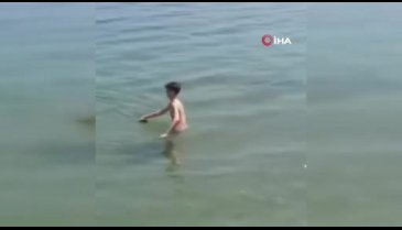Bursa'da denize giren çocuklar ölü yunus balığı buldu