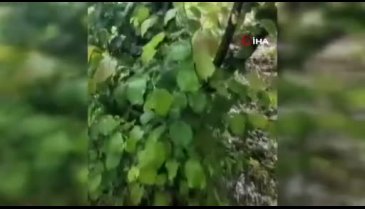 Sakarya'da tarım alanları hasar gördü