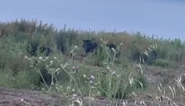 Bursa'da aç kalan domuz sürücü İznik gölü sahiline indi