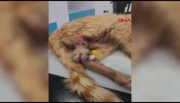 Kayseri'de 3 ayağı kesilmiş halde bulunan sokak kedisi kurtarılamadı