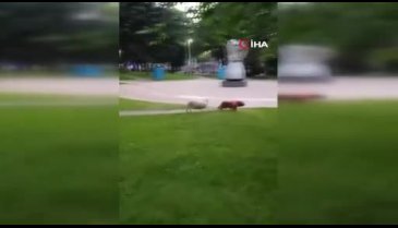 Bursa'da kuzu ile köpeğin kovalamacası yüzleri gülümsetti