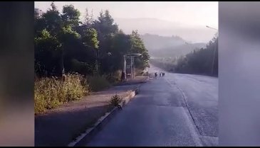 Bursa'da köpek çetesi tarafından saldırıya uğradı!