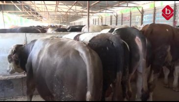 Bursa'da büyükbaş ve küçükbaş kurban fiyatı ne kadar?
