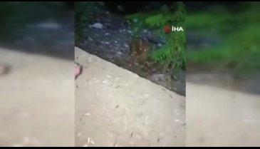 Bursa'da aç kalan tilki vatandaşın elini ısırdı, hastanede kuduz aşısı oldu