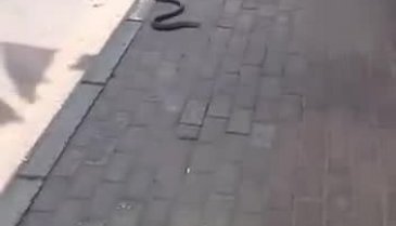 Bursa'da oluklu kertenkele görüldü