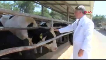 Prof. Dr. Tayar: Kurbanlıkların atıkları ve organları, sokak köpeklerine yedirilmemeli