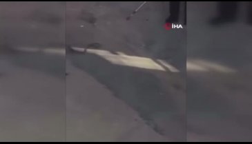 Bursa'da 3 itfaiyeci 1 yılanı yakalamaya çalıştı