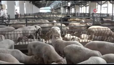 Bursa'da kurbanlıklar pazar yerlerinde alıcıları bekliyor