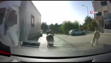 Bursa'da kaçmayı başaran 4 dana, Bursa caddelerini bir birine kattı