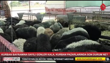 Bursa'da kurban satıcılarından 'maliyet' isyanı!