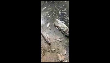 Bursa'da balık ölümleri artıyor! Nilüfer çayı ölüm saçıyor