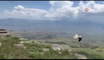 Kars'ta tedavisi biten yavru akbaba doğaya salındı