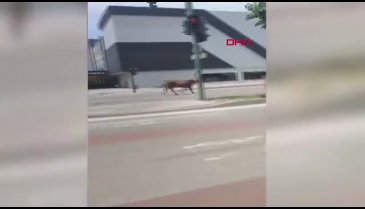 Bursa'da kaçan kurbanlık inek, trafiği birbirine kattı