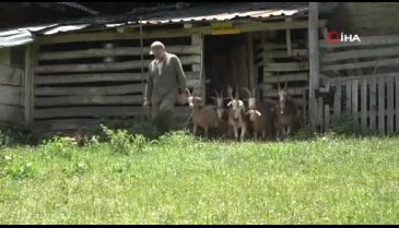 Bursa'da keçilerin küpe davasında yüksek mahkemeden karar