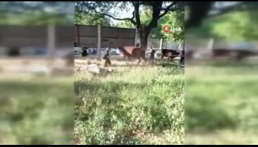 Bursa'da kurbanlık danayı zapt etmeye çalıştılar