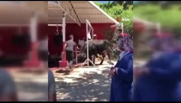 Bursa'da kaçan boğa ortalığı birbirine kattı