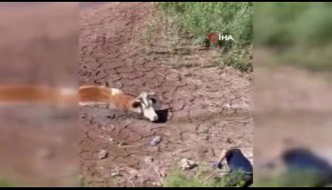Sivas'ta bataklığa düşen ineği itfaiye kurtardı