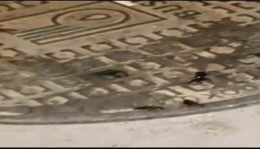 Bursa'da hamam böceği istilası