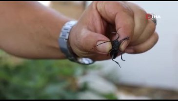 Muğla'da görüldü, ekipler hemen alarma geçti