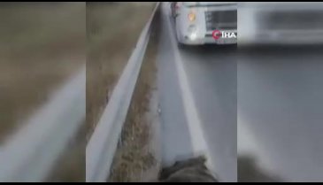 Bursa'ya dönen tatilcilerin yolunda ayı paniği
