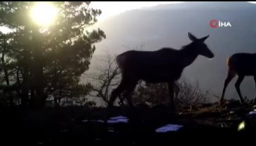 Uludağ'ın yaban hayvanları fotokapana yakalandı