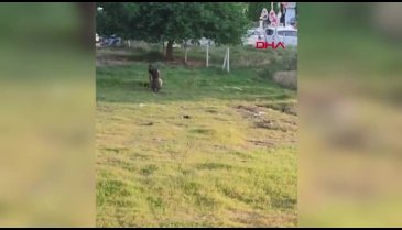 Adana'da sürüden ayrılan koyuna işkence etti