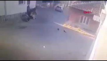 Eskişehir'de kedi yavrularını ezip kaçtı!