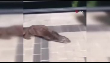 İstanbul'da su samuru görüntülendi