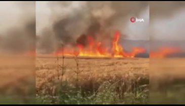 Bursa'da enerji nakil hattı kopunca ekin tarlalarında yangın çıktı