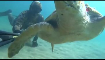 Çanakkale'de caretta caretta ile selfie çekti