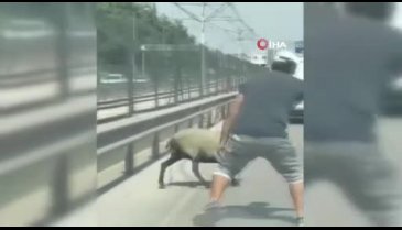 Bursa'da firar eden koyun, trafiği alt üst etti