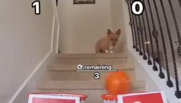 Kahin köpekten Türkiye-Hollanda maçının tahmini geldi