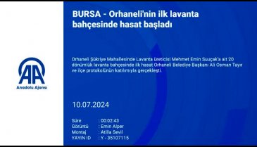 Bursa Orhaneli'de ilk lavanta hasatı başladı