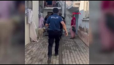 Evinin bahçesinde kenevir yetiştiren şüpheli: Su döktüm, büyüdüler!