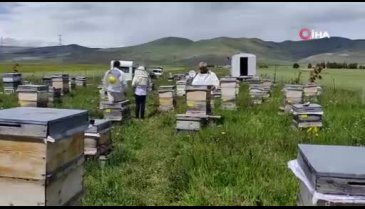 Ardahan'da arı zehri üretti! Fiyatı dudak uçuklatıyor