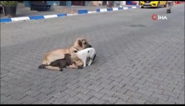 Kedi ile köpeğin muhteşem dostluğu