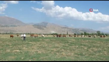 Erzincan'da bu kez mandalar değil, inekler serinledi