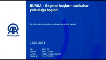 Göçmen kuşların sonbahar yolculuğu başladı! Dinlenmek için Bursa'da duruyorlar