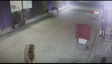 Hatay'da dehşet! Kedileri köpeklere parçalattı