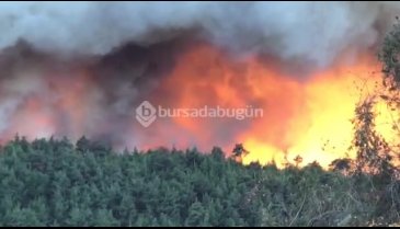 Bursa'da iki farklı noktada orman yangını