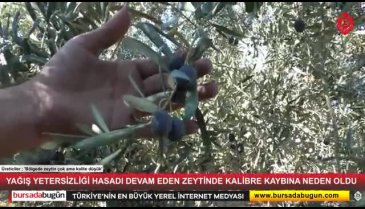 Bursa'da yağış yetersizliği zeytinde kalibre kaybına neden oldu! Toplanan zeytinlerin çoğu yağlık