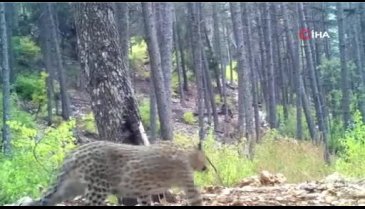 Anadolu parsı fotokapanda